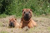 SHAR-PEI 836